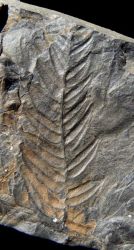 Neuralethopteris schlehanii